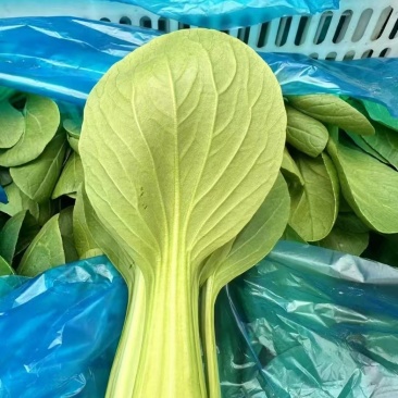精品上海青大量批发！新鲜现采、基地直供大量优先
