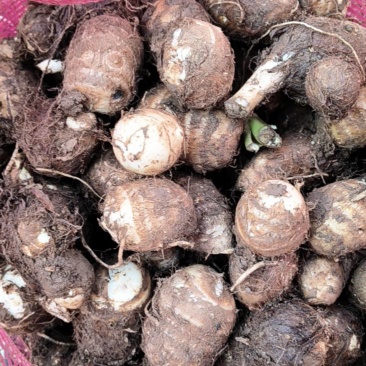 精品山东大毛芋头，大豆包芋头