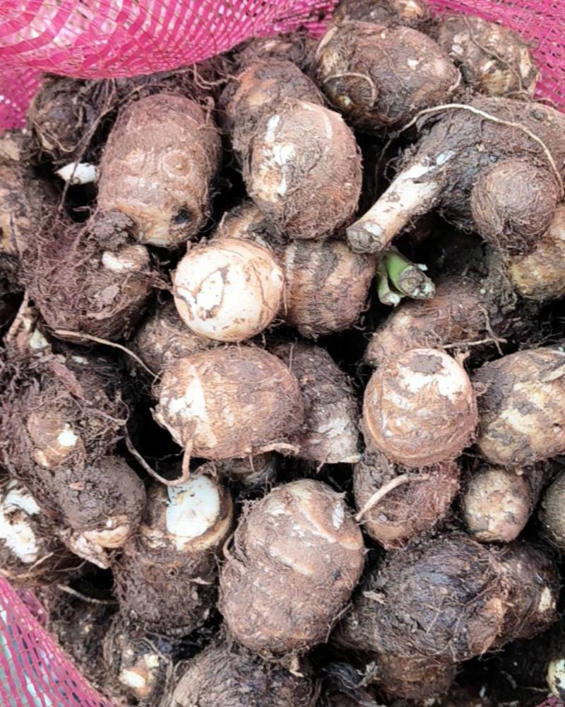 精品山东大毛芋头，大豆包芋头