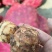 精品山东大毛芋头，大豆包芋头