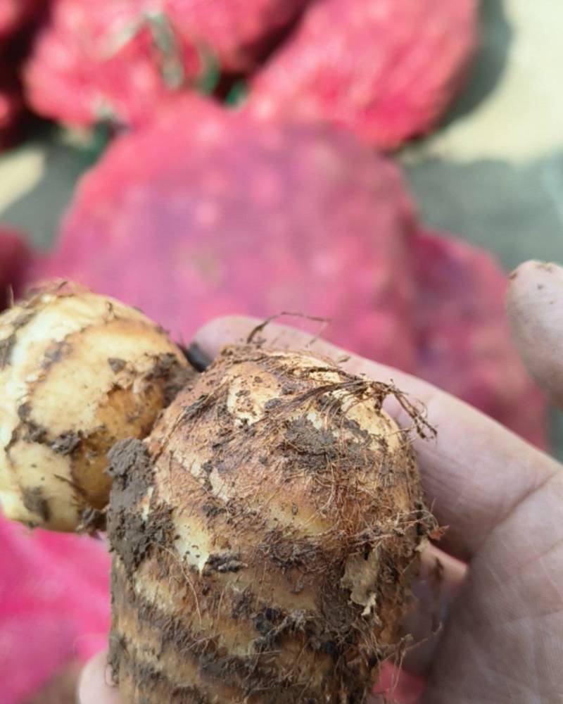 精品山东大毛芋头，大豆包芋头