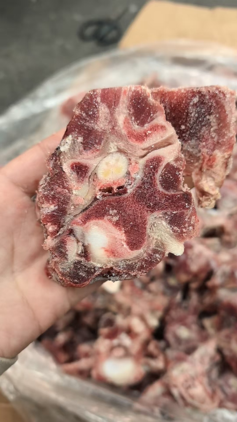 多肉羊蝎子
