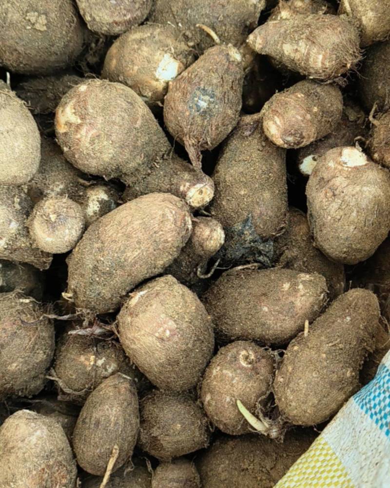 精品山东大毛芋头，大豆包芋头