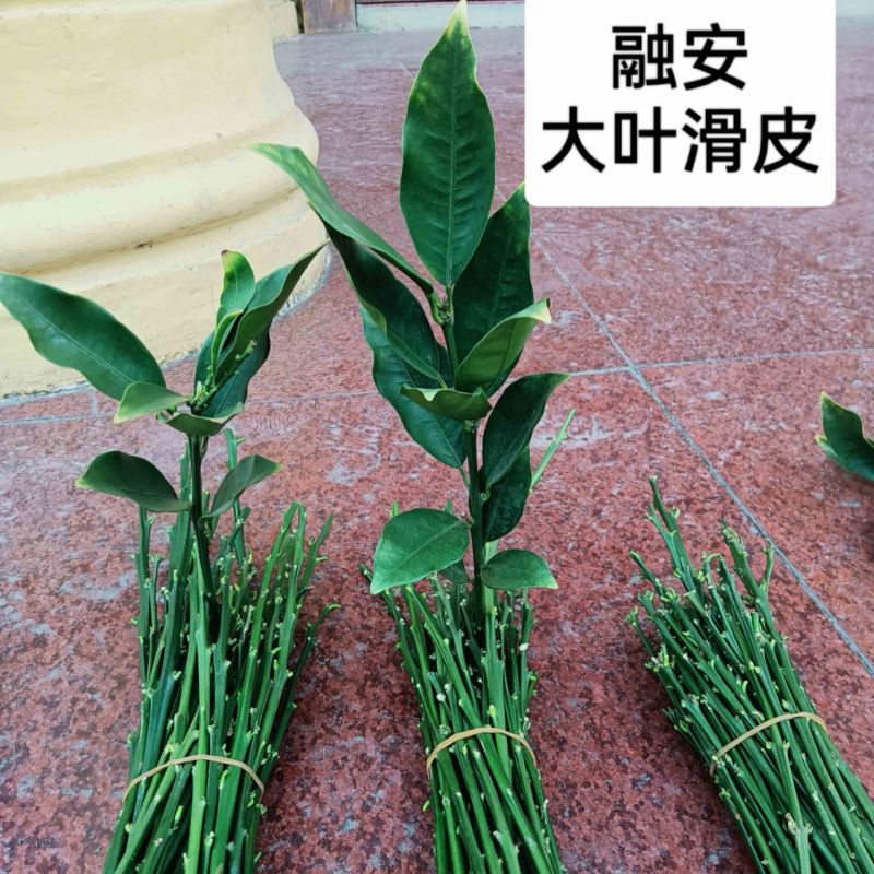 融安大叶滑皮柑橘苗嫁接苗产地直销【批发】技术指导