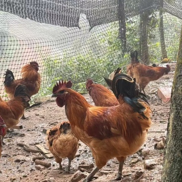 云南乌骨鸡活鸡乌鸡各种规格批量量大从优