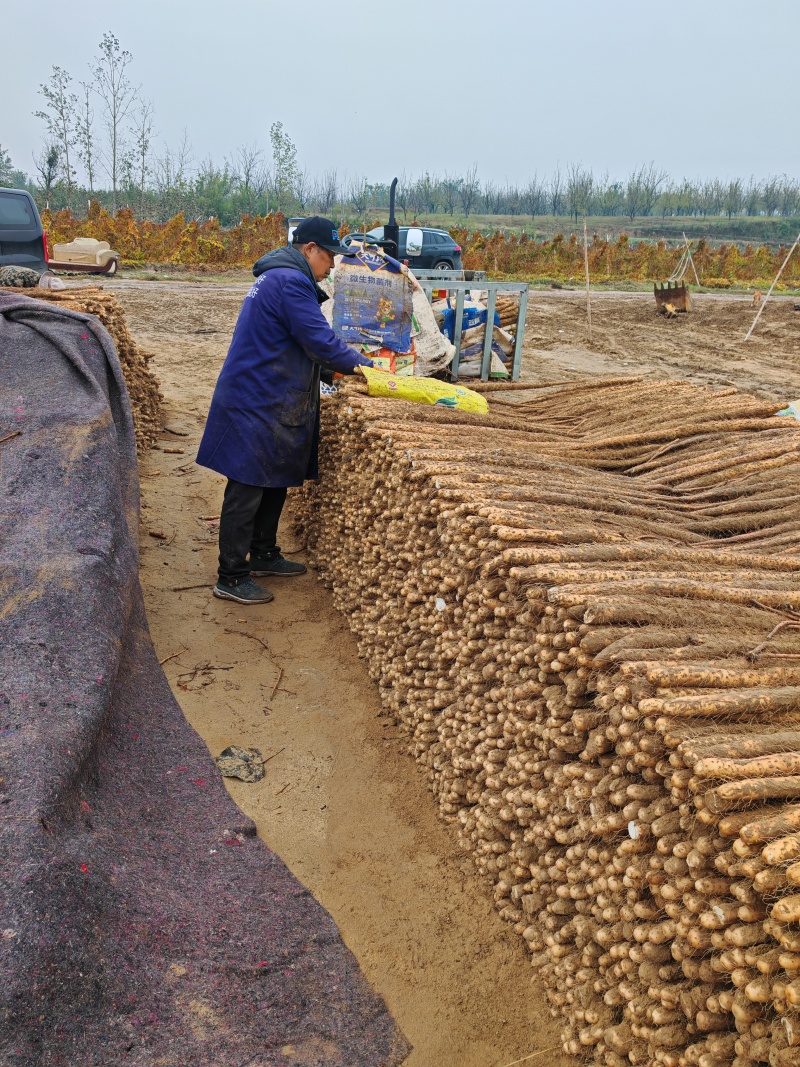 河南精品铁杆山药大通货、二路货、规格齐全，欢迎咨询