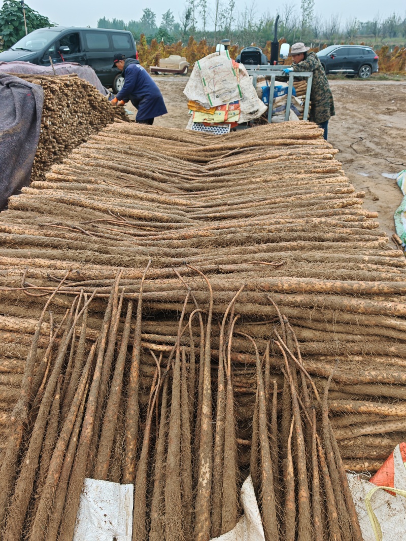 河南精品铁杆山药大通货、二路货、规格齐全，欢迎咨询