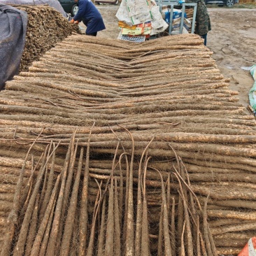 河南精品铁杆山药大通货、二路货、规格齐全，欢迎咨询