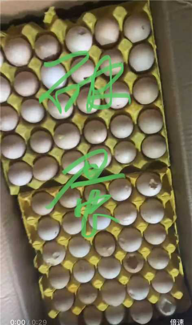 破壳鸡蛋一手货源可视频看货欢迎咨询