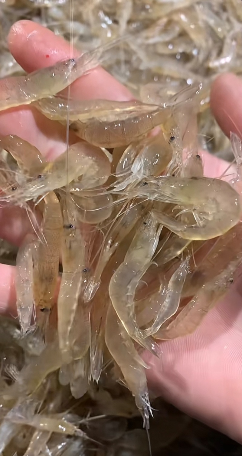 海水养殖鲜冻小白虾