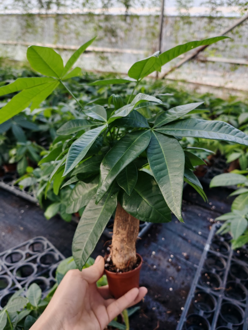 发财树大量有货，需要老板可以联系