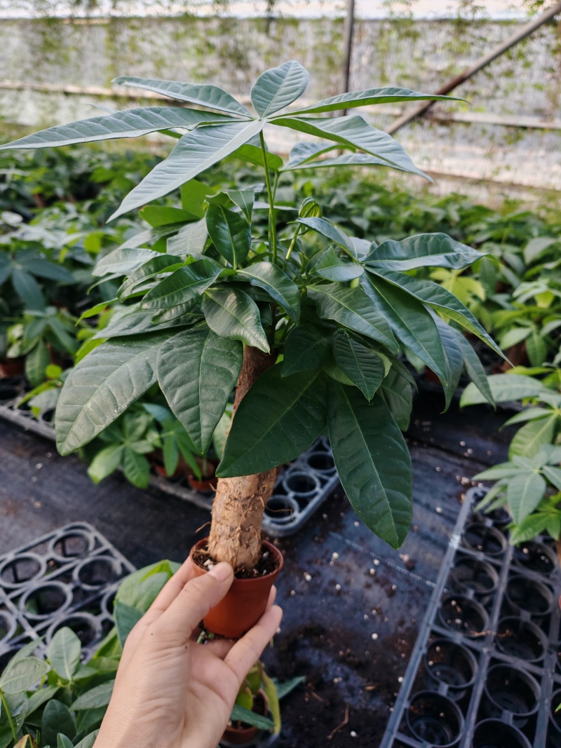 发财树大量有货，需要老板可以联系