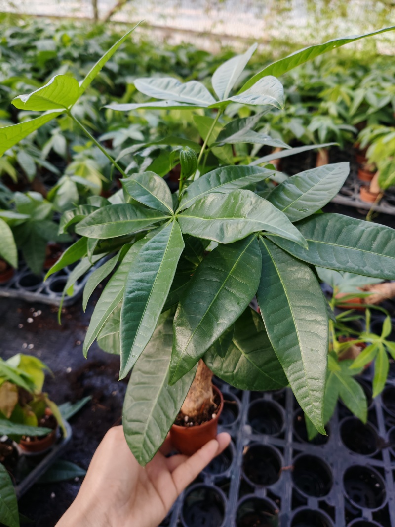 发财树大量有货，需要老板可以联系