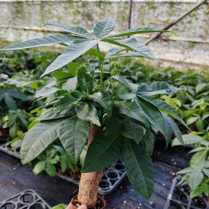 发财树大量有货，需要老板可以联系
