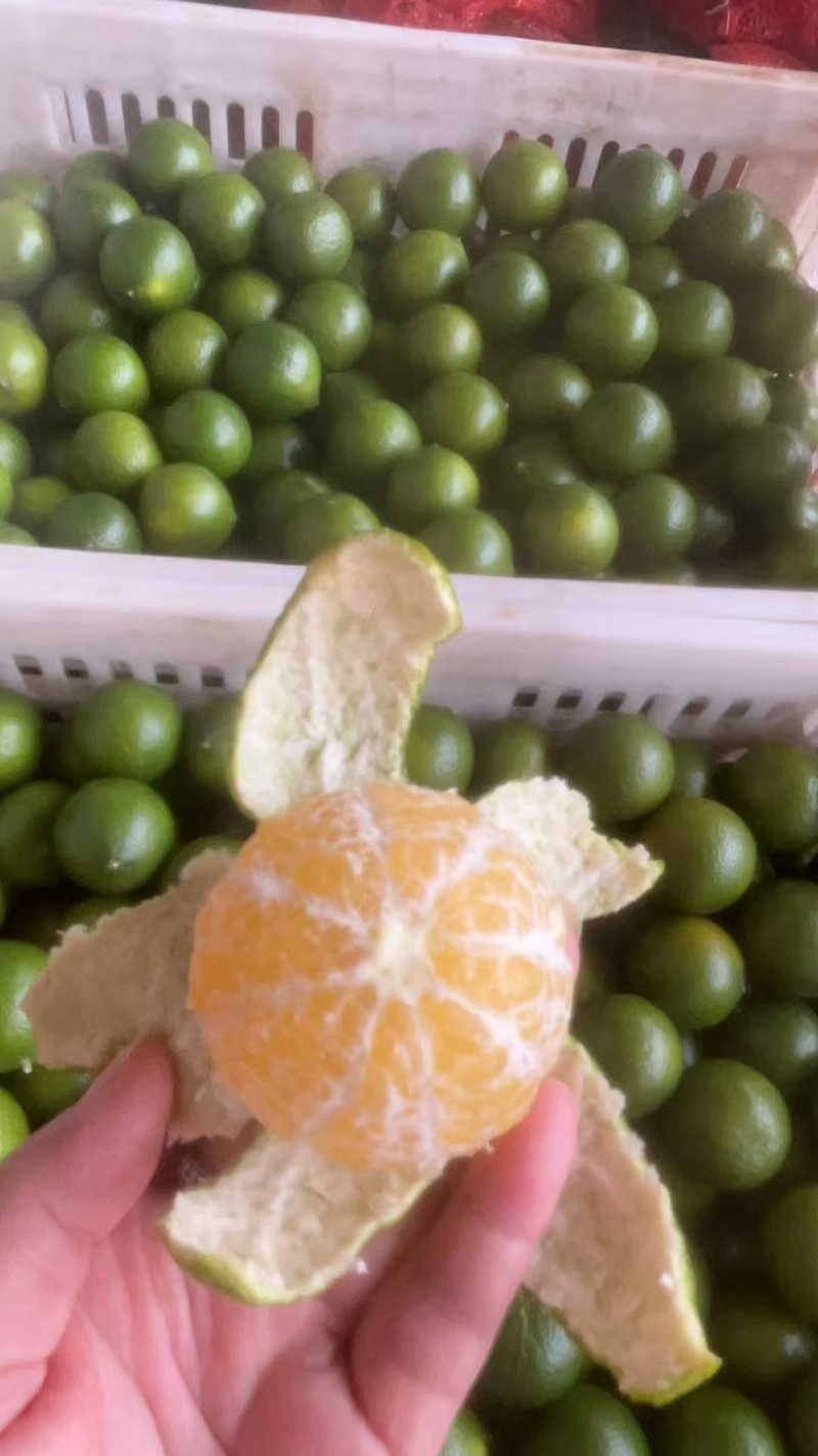 广西皇帝柑，大量上市