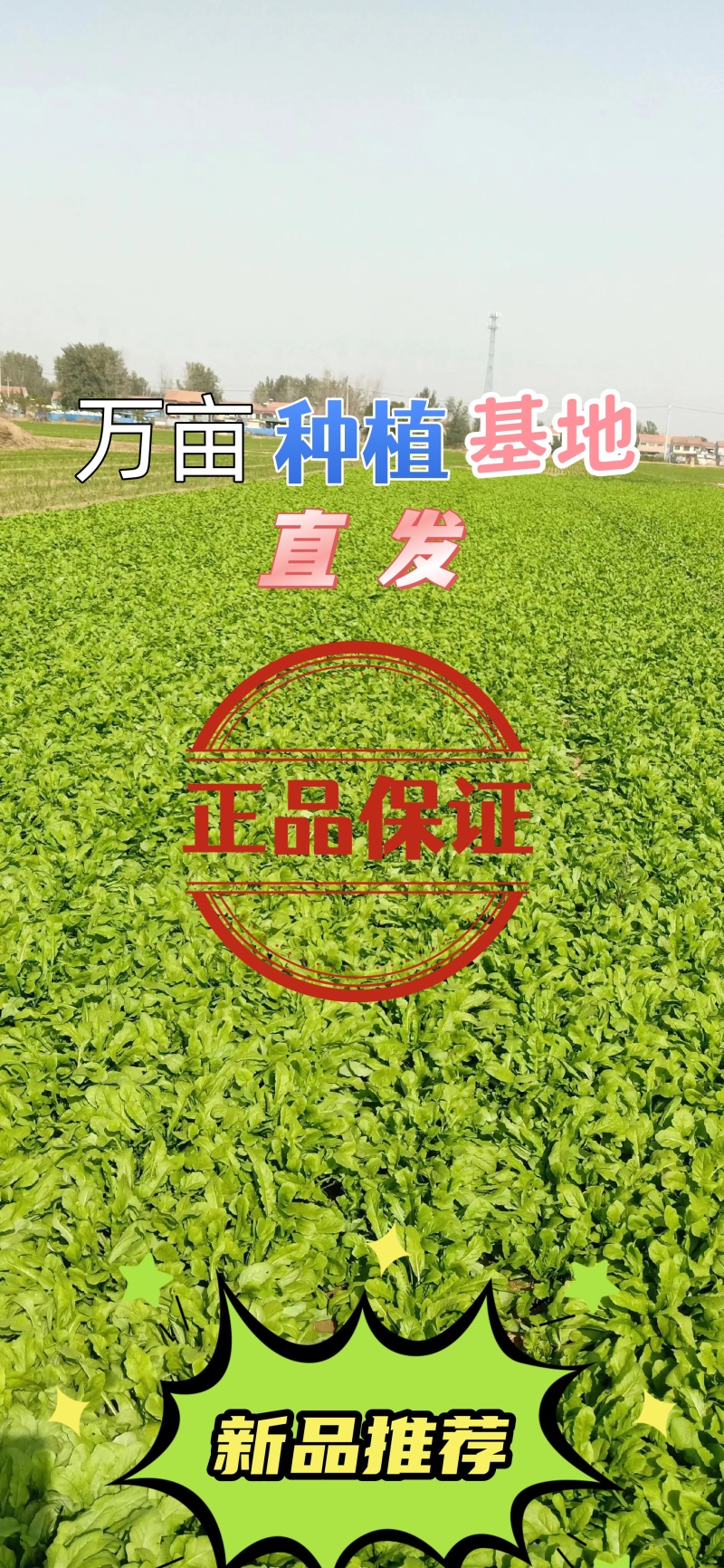 新鲜荠菜大量有菜