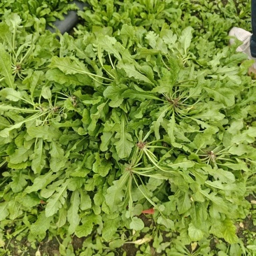 新鲜荠菜大量有菜
