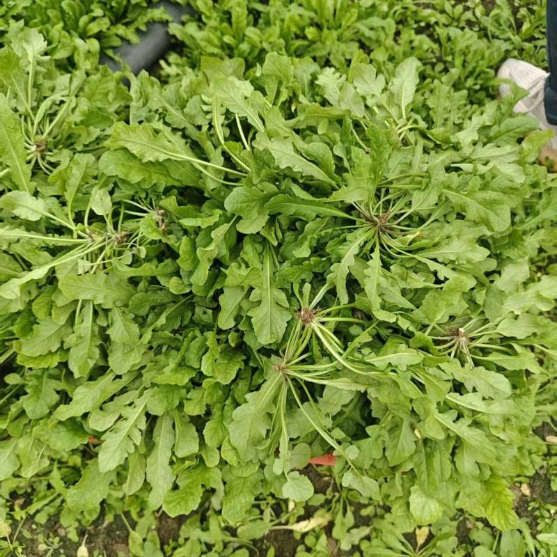 新鲜荠菜大量有菜