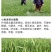 脉黄金叶面肥脉黄金喷施叶面肥