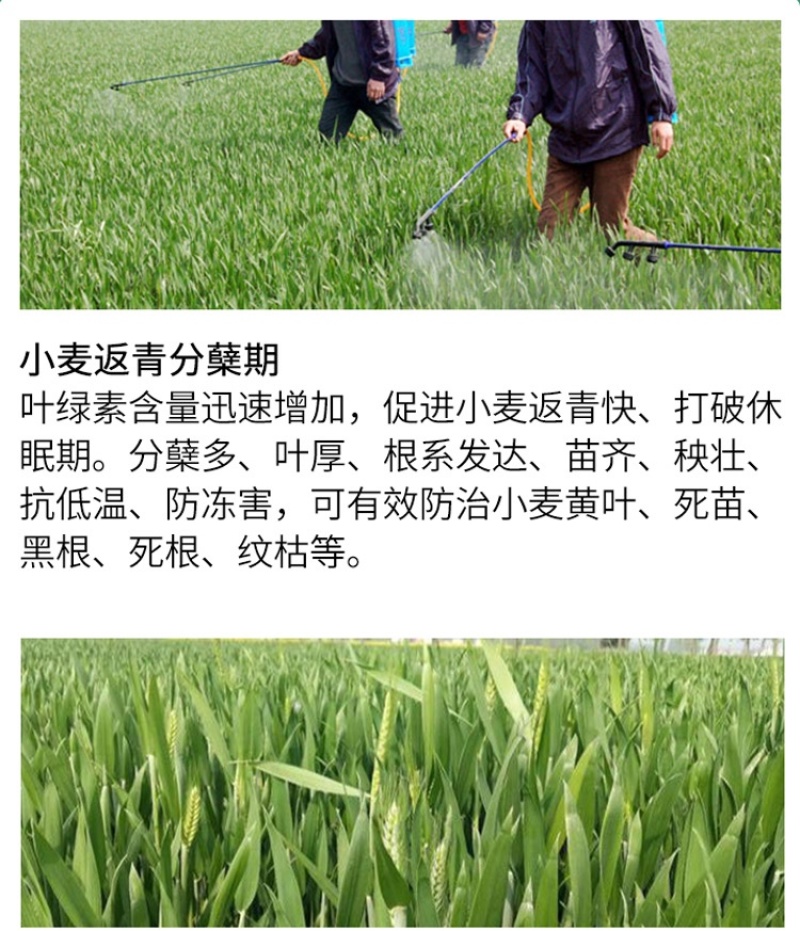 脉黄金叶面肥脉黄金喷施叶面肥