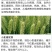 脉黄金叶面肥脉黄金喷施叶面肥