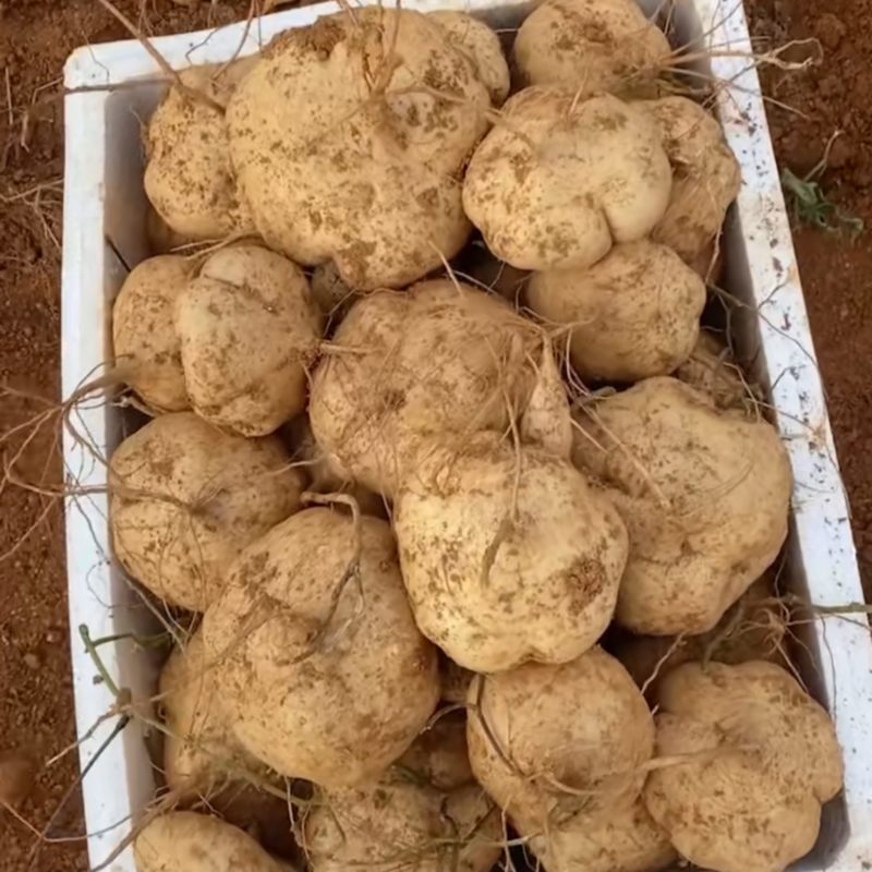 精品地瓜，凉薯，高山白地瓜