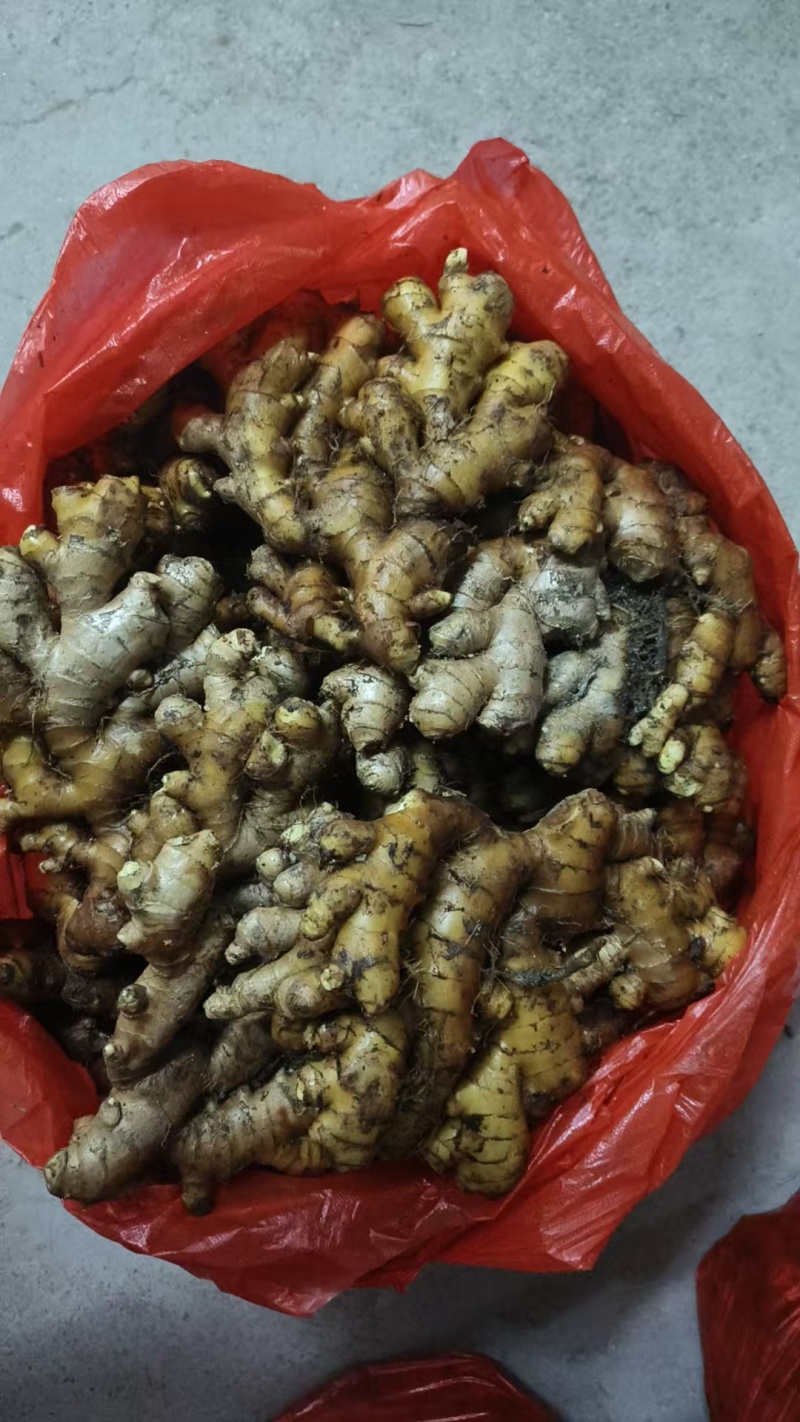 生姜小黄姜鲜姜大量有货，产地直发，可视频看货，欢迎下一