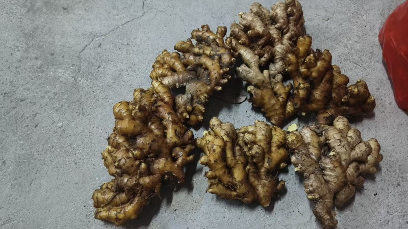 生姜小黄姜鲜姜大量有货，产地直发，可视频看货，欢迎下一