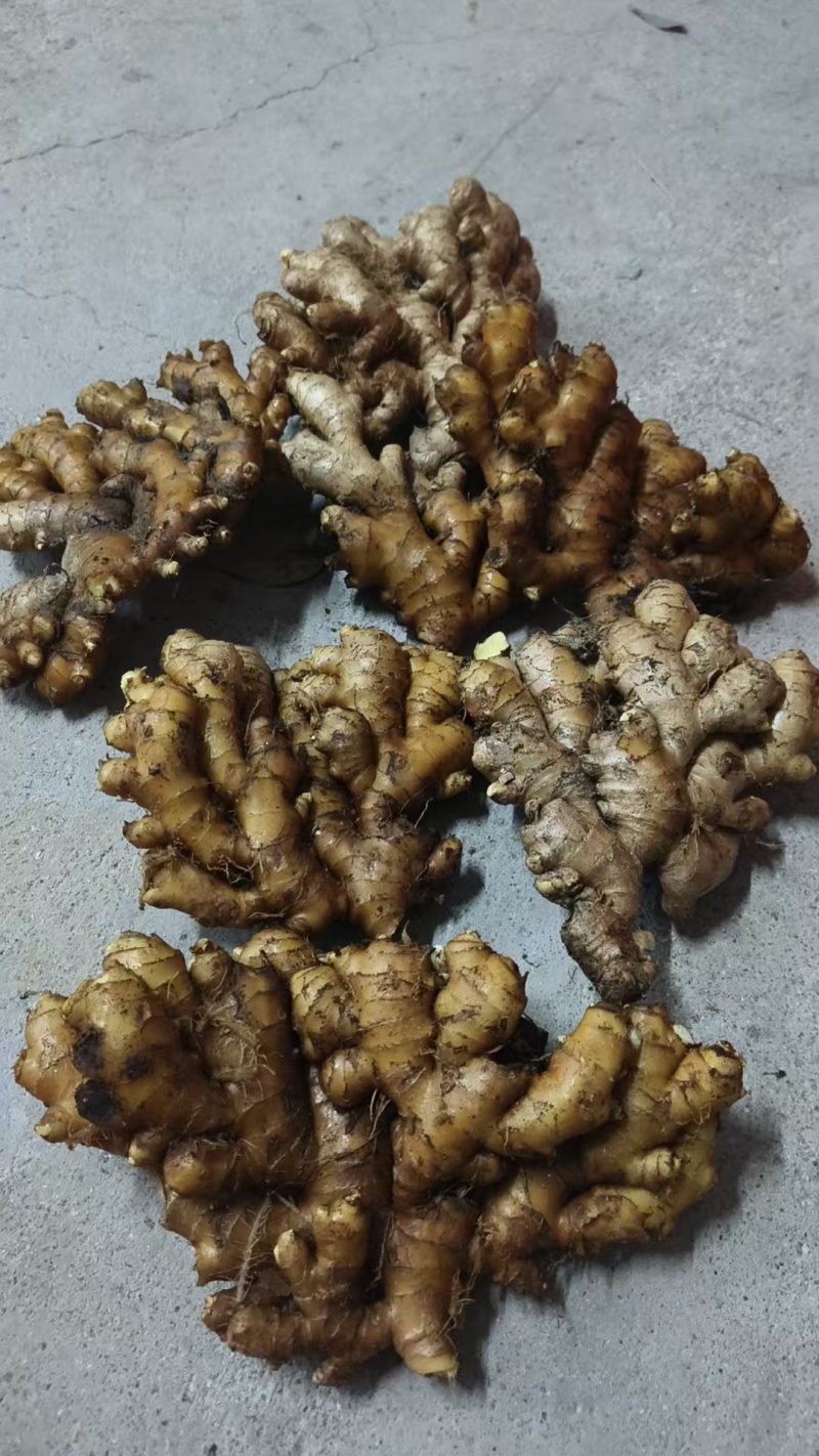 生姜小黄姜鲜姜大量有货，产地直发，可视频看货，欢迎下一
