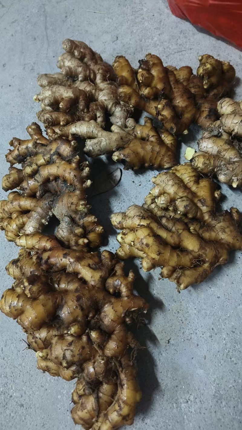 生姜小黄姜鲜姜大量有货，产地直发，可视频看货，欢迎下一
