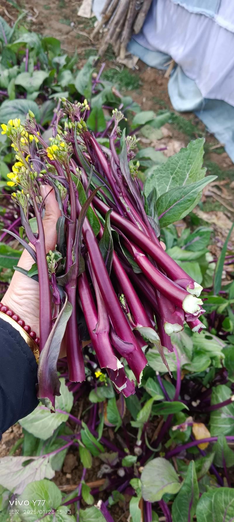 红菜苔