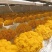 基地种植金耳菌
