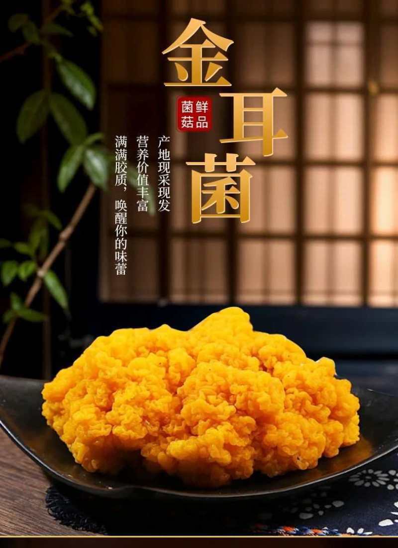 基地种植金耳菌