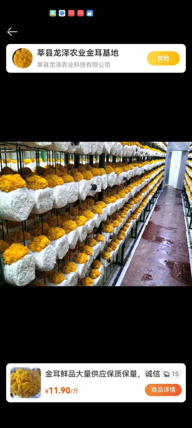 基地种植金耳菌