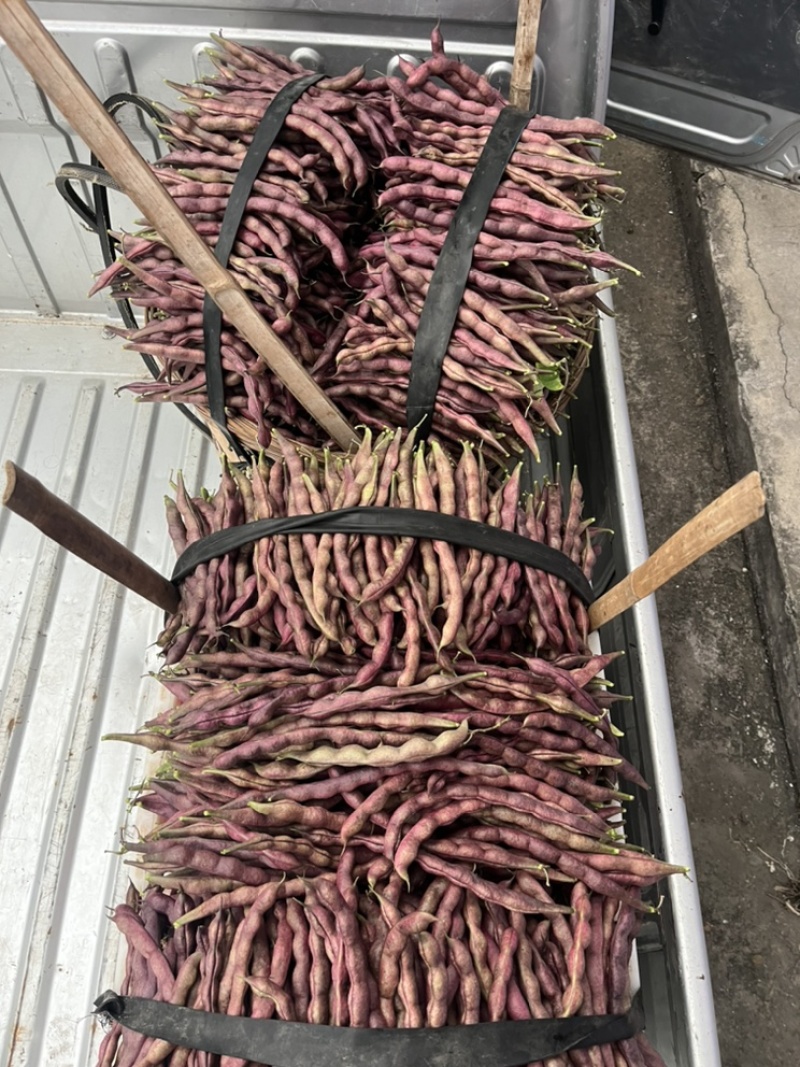 🔥优质红豆大量有货欢迎大家购买