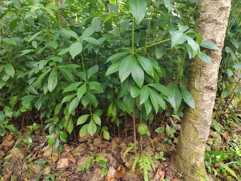 八角杯苗地苗，基地直发货源充足欢迎下单