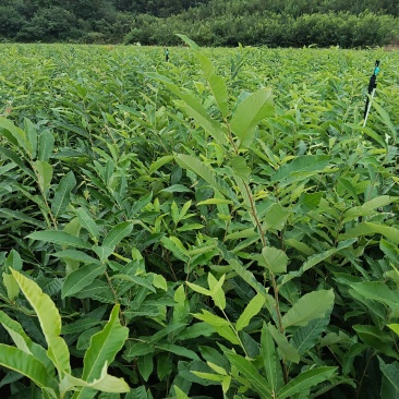 麻栎，栓皮栎杯苗，裸根苗。