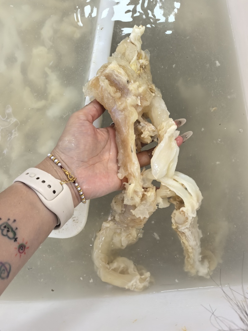 水发牛蹄筋副筋牛蹄筋牛杂火锅牛蹄筋
