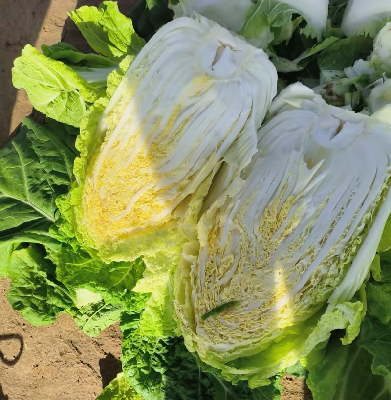 【精选】青杂三号/黄心白菜/净菜4-6斤/基地代发全国