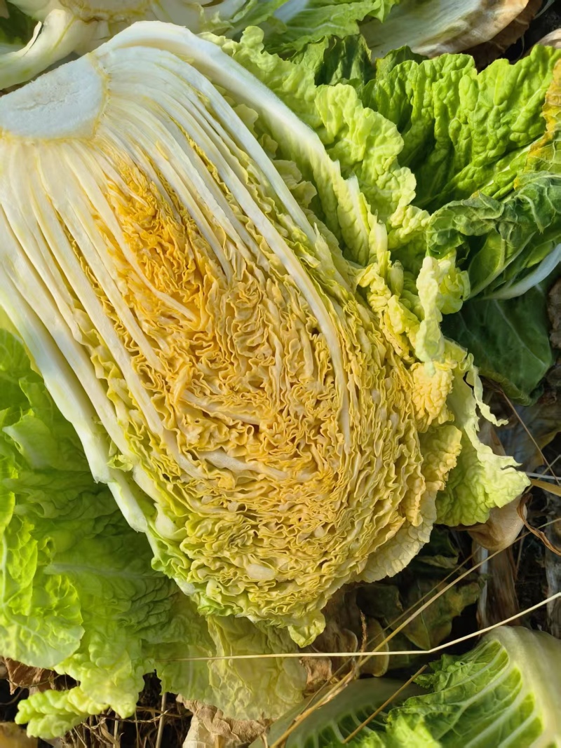 【精选】青杂三号/黄心白菜/净菜4-6斤/基地代发全国
