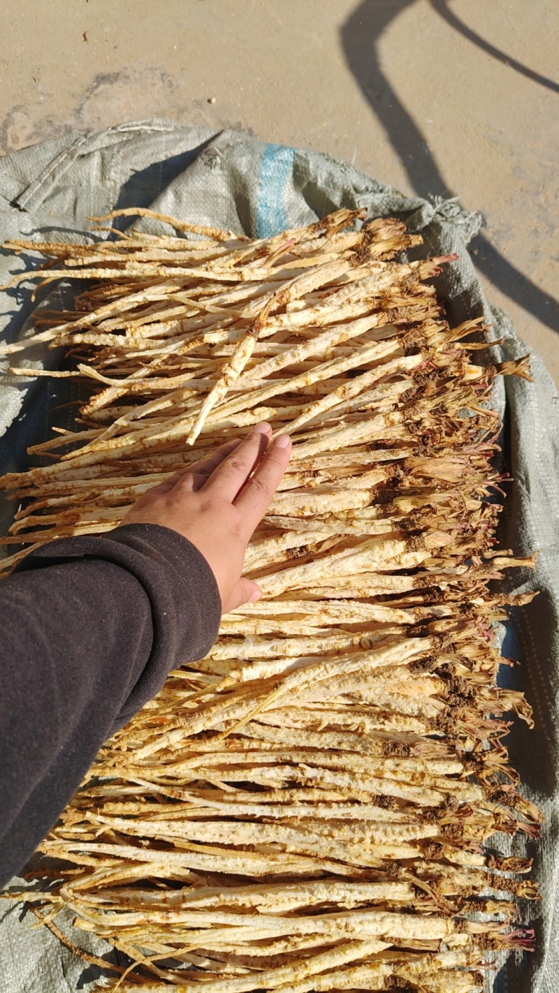 精品北沙参干货规格齐全质量保证一手货源可电话咨询