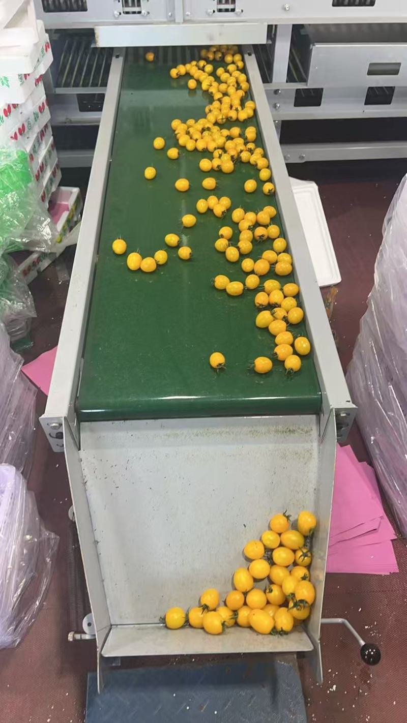 山东辉煌圣女果对接全国量大从优热卖全国清甜可口价格美丽