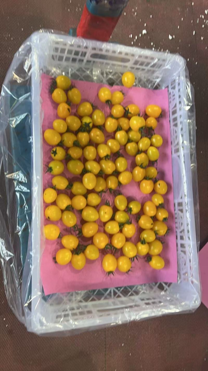 山东辉煌圣女果对接全国量大从优热卖全国清甜可口价格美丽