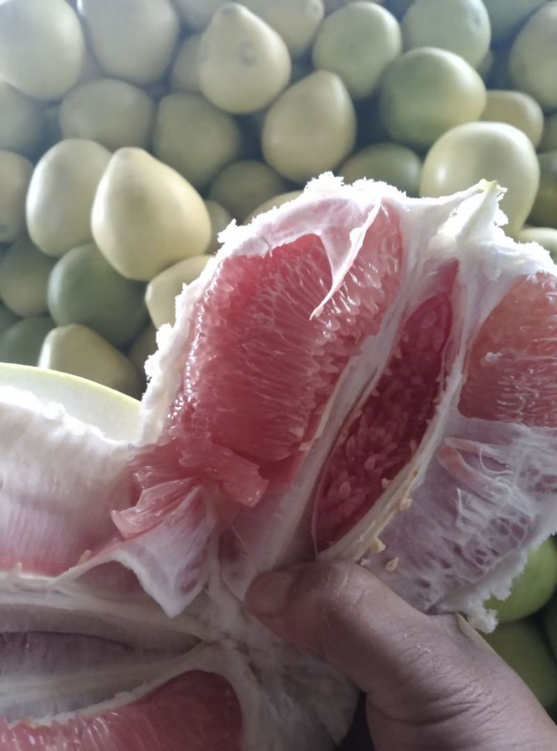 库存精品红柚，市场外贸