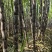《广西黑皮甘蔗种苗》桂二种苗/基地现挖现发/全国发货