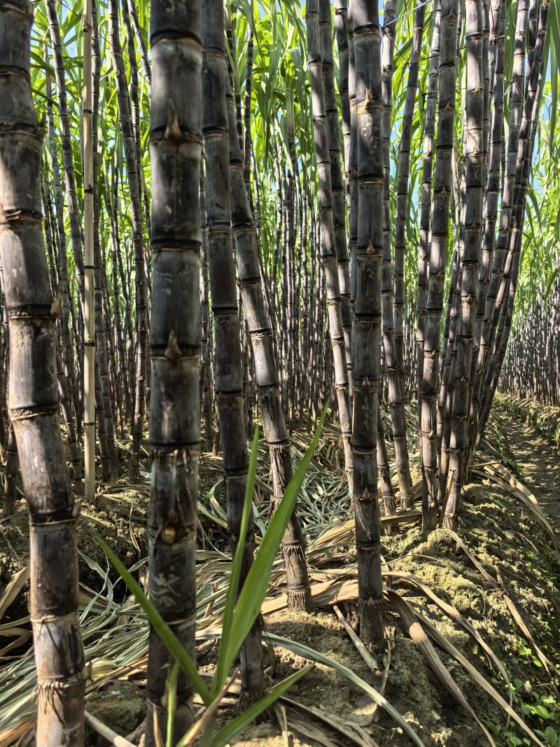 《广西黑皮甘蔗种苗》桂二种苗/基地现挖现发/全国发货