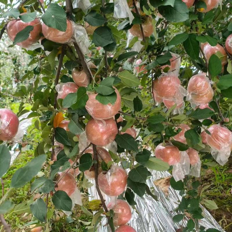 石家庄种植基地，红富士苹果，纸加膜，膜袋苹果