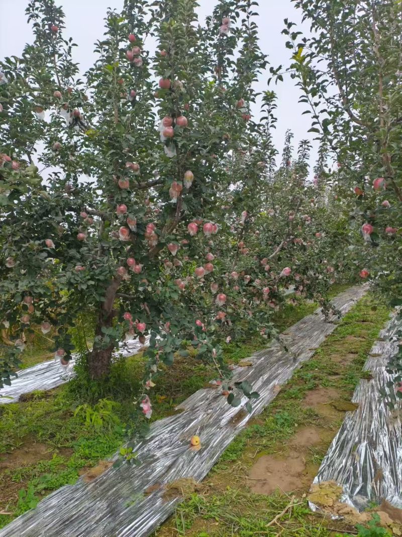 石家庄种植基地，红富士苹果，纸加膜，膜袋苹果