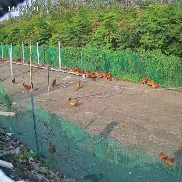 土公鸡
