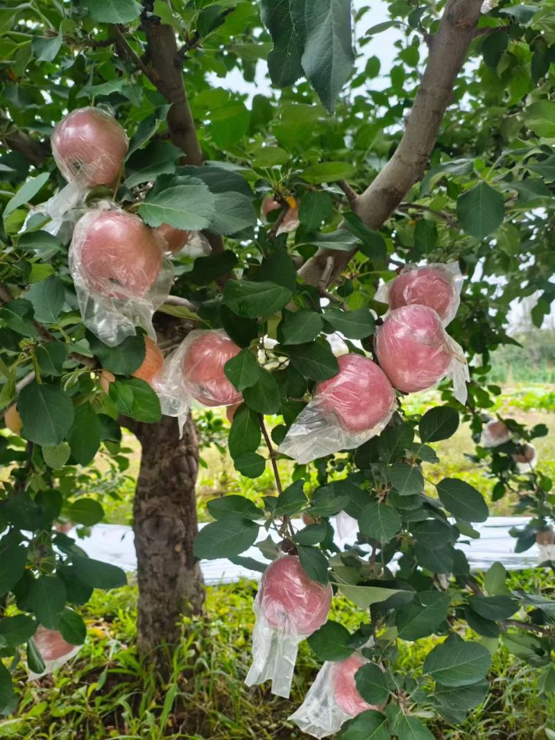 石家庄种植基地，红富士苹果，纸加膜，膜袋苹果